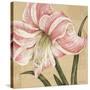 Blooming Wonder II-Judy Shelby-Stretched Canvas