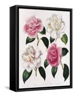 Blooms of Various Flowered Camellia-Mrs Withers-Framed Stretched Canvas