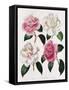 Blooms of Various Flowered Camellia-Mrs Withers-Framed Stretched Canvas