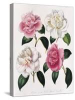 Blooms of Various Flowered Camellia-Mrs Withers-Stretched Canvas