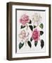 Blooms of Various Flowered Camellia-Mrs Withers-Framed Giclee Print