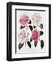 Blooms of Various Flowered Camellia-Mrs Withers-Framed Giclee Print