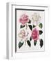 Blooms of Various Flowered Camellia-Mrs Withers-Framed Giclee Print