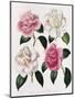 Blooms of Various Flowered Camellia-Mrs Withers-Mounted Giclee Print