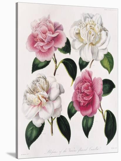 Blooms of Various Flowered Camellia-Mrs Withers-Stretched Canvas