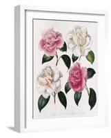 Blooms of Various Flowered Camellia-Mrs Withers-Framed Giclee Print