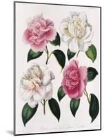 Blooms of Various Flowered Camellia-Mrs Withers-Mounted Giclee Print