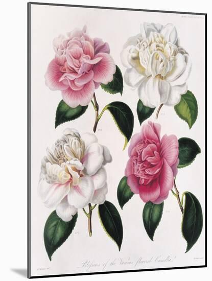 Blooms of Various Flowered Camellia-Mrs Withers-Mounted Giclee Print