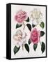 Blooms of Various Flowered Camellia-Mrs Withers-Framed Stretched Canvas