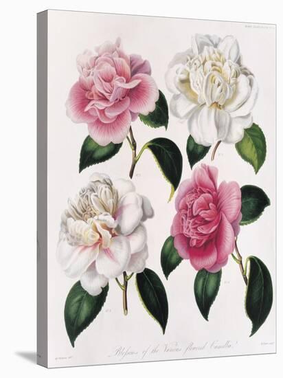 Blooms of Various Flowered Camellia-Mrs Withers-Stretched Canvas