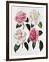 Blooms of Various Flowered Camellia-Mrs Withers-Framed Giclee Print