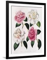 Blooms of Various Flowered Camellia-Mrs Withers-Framed Giclee Print