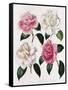 Blooms of Various Flowered Camellia-Mrs Withers-Framed Stretched Canvas