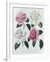 Blooms of Various Flowered Camellia-Augusta Withers-Framed Giclee Print