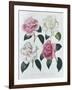 Blooms of Various Flowered Camellia-Augusta Withers-Framed Giclee Print