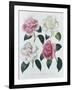 Blooms of Various Flowered Camellia-Augusta Withers-Framed Giclee Print