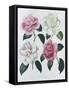 Blooms of Various Flowered Camellia-Augusta Withers-Framed Stretched Canvas