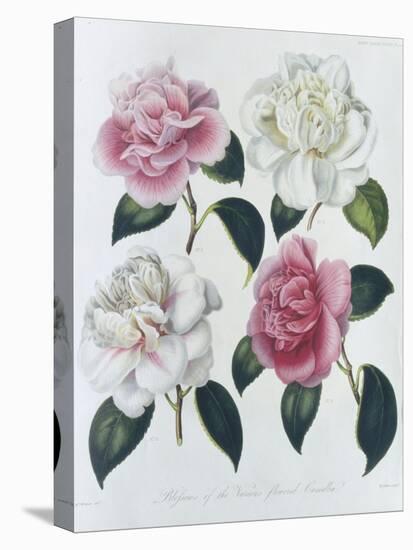 Blooms of Various Flowered Camellia-Augusta Withers-Stretched Canvas