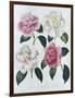 Blooms of Various Flowered Camellia-Augusta Withers-Framed Giclee Print