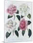 Blooms of Various Flowered Camellia-Augusta Withers-Mounted Giclee Print