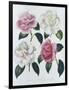 Blooms of Various Flowered Camellia-Augusta Withers-Framed Giclee Print