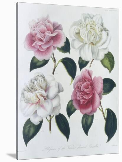 Blooms of Various Flowered Camellia-Augusta Withers-Stretched Canvas