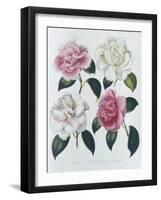 Blooms of Various Flowered Camellia-Augusta Withers-Framed Giclee Print