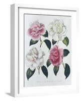 Blooms of Various Flowered Camellia-Augusta Withers-Framed Giclee Print