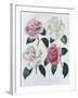 Blooms of Various Flowered Camellia-Augusta Withers-Framed Giclee Print