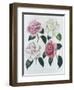 Blooms of Various Flowered Camellia-Augusta Withers-Framed Giclee Print