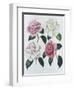 Blooms of Various Flowered Camellia-Augusta Withers-Framed Giclee Print