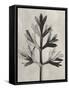 Blossfeldt Botanical I-Karl Blossfeldt-Framed Stretched Canvas