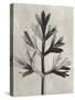 Blossfeldt Botanical I-Karl Blossfeldt-Stretched Canvas