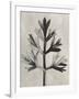 Blossfeldt Botanical I-Karl Blossfeldt-Framed Photographic Print