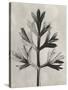 Blossfeldt Botanical I-Karl Blossfeldt-Stretched Canvas