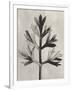 Blossfeldt Botanical I-Karl Blossfeldt-Framed Photographic Print