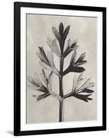 Blossfeldt Botanical I-Karl Blossfeldt-Framed Photographic Print