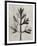 Blossfeldt Botanical I-Karl Blossfeldt-Framed Photographic Print