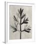 Blossfeldt Botanical I-Karl Blossfeldt-Framed Photographic Print