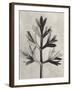 Blossfeldt Botanical I-Karl Blossfeldt-Framed Photographic Print