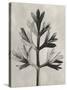 Blossfeldt Botanical I-Karl Blossfeldt-Stretched Canvas