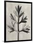 Blossfeldt Botanical I-Karl Blossfeldt-Framed Photographic Print