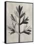 Blossfeldt Botanical I-Karl Blossfeldt-Framed Stretched Canvas