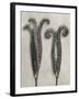 Blossfeldt Botanical II-Karl Blossfeldt-Framed Photographic Print