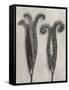 Blossfeldt Botanical II-Karl Blossfeldt-Framed Stretched Canvas