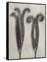 Blossfeldt Botanical II-Karl Blossfeldt-Framed Stretched Canvas