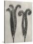 Blossfeldt Botanical II-Karl Blossfeldt-Stretched Canvas