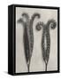 Blossfeldt Botanical II-Karl Blossfeldt-Framed Stretched Canvas