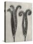 Blossfeldt Botanical II-Karl Blossfeldt-Stretched Canvas