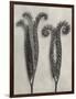 Blossfeldt Botanical II-Karl Blossfeldt-Framed Photographic Print